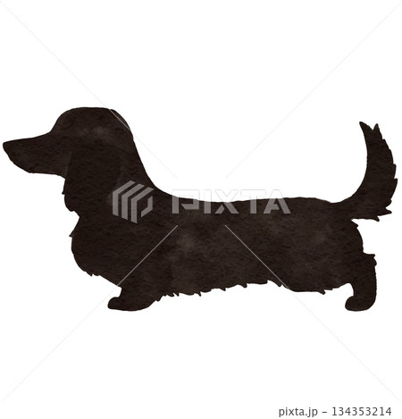 水彩のミニチュアダックスフンドのイラスト　黒　ロングヘア 134353214