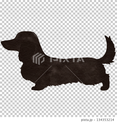 水彩のミニチュアダックスフンドのイラスト　黒　ロングヘア 134353214