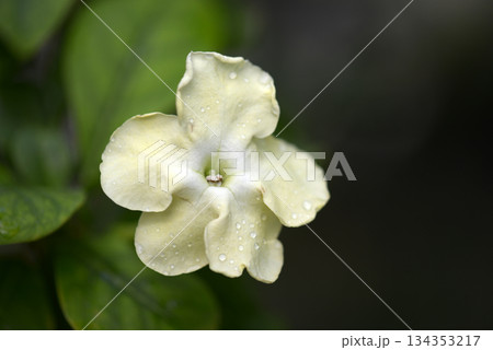 ブルンフェルシア・ニティダ 134353217