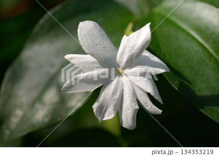 シャムソケイ 134353219