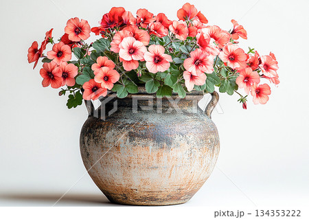 Aesthetic appeal of plants. Big Geranium plant with red flowers grows on white background. Aesthetic appeal of plants. Big Geranium plant with red flowers grows on white background. 134353222