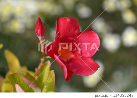 マンデビラ・スタンドアップ 134353248