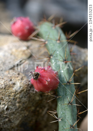 サボテンの果実 134353253