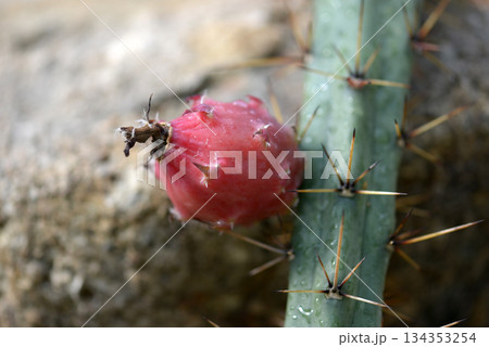 サボテンの果実 134353254