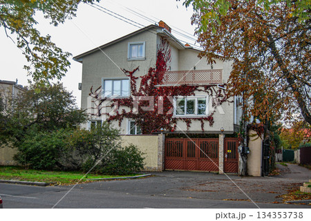 Suburban house with vibrant red Ivy on its facade in autumn. Two-story house with a red tiled roof and light-colored facade, partially covered in red autumn ivy (Parthenocissus spp.). 134353738