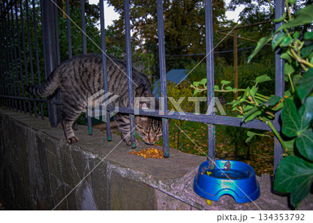 Tabby cat enjoying a meal on a stone wall next to a metal fence. A tabby cat eats kibble on a stone wall adjacent to a metal fence.  134353792