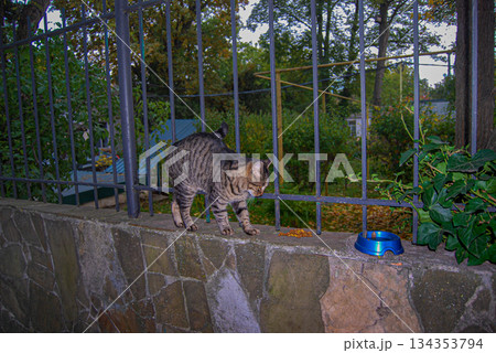 Tabby cat enjoying a meal on a stone wall next to a metal fence. A tabby cat eats kibble on a stone wall adjacent to a metal fence. Tabby cat enjoying a meal on a stone wall next to a metal fence. A tabby cat eats kibble on a stone wall adjacent to a metal fence. 134353794
