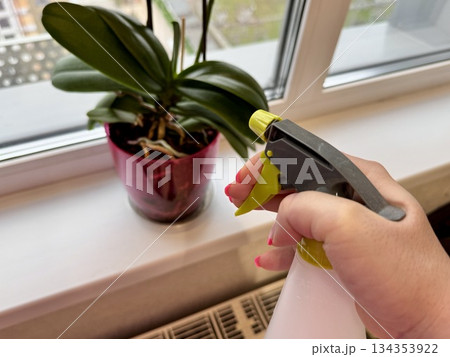 Home flower care, spraying orchids at home from a spray bottle 134353922