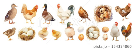Bird feathered livestock cartoon. Goose rooster hen partridge chick quail eggs, agriculture farmer farming vector illustration Bird feathered livestock cartoon. Goose rooster hen partridge chick quail eggs, agriculture farmer farming vector illustration 134354860