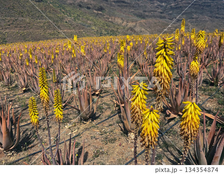 Field of blooming aloe vera 134354874