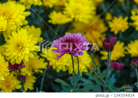 beautiful bushes of yellow chrysanthemum flowers beautiful bushes of yellow chrysanthemum flowers 134354914