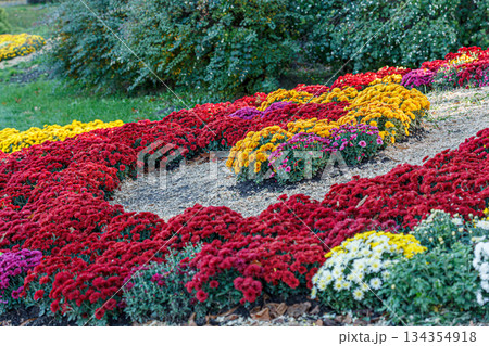 beautiful bushes of chrysanthemum flowers red colors 134354918