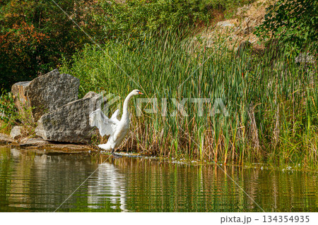 beautiful lake with a canyon on which swans swim with a blue sky beautiful lake with a canyon on which swans swim with a blue sky 134354935