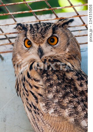 Beautiful owl 134355008
