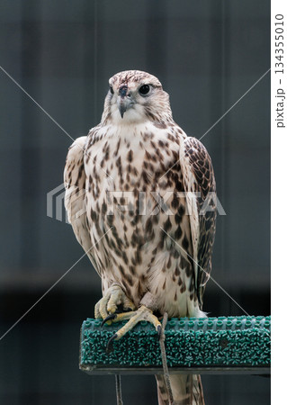 Beautiful falcon Beautiful falcon 134355010