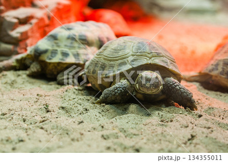 Turtle walking on sand 134355011