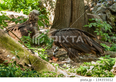 Griffins in green grass closeup Griffins in green grass closeup 134355012