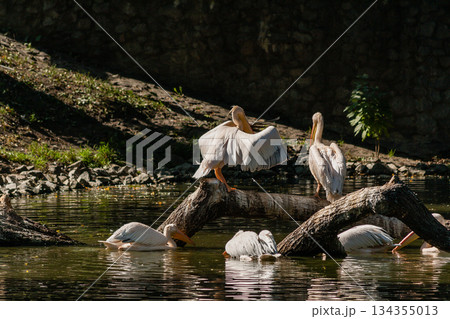 Pelican sits on a log and is heated in the sun 134355013