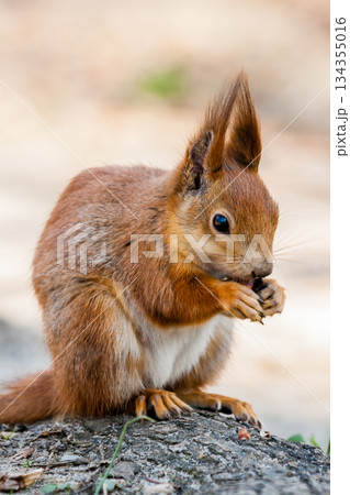 Squirrel sits on a tree 134355016