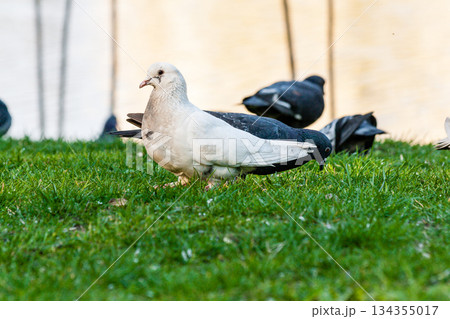 Pigeons walk on the grass 134355017