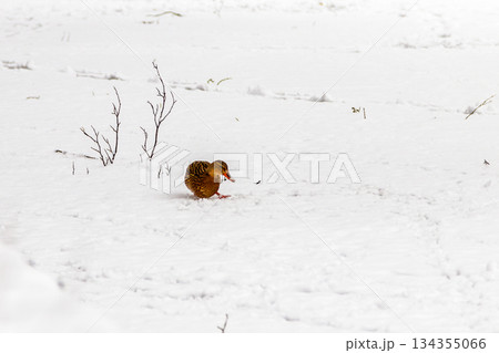 Ducks and drakes walk on snow and on a frozen lake 134355066