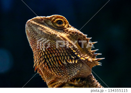 Beautiful Lizard Bearded Agama, Pogona vitticeps 134355115