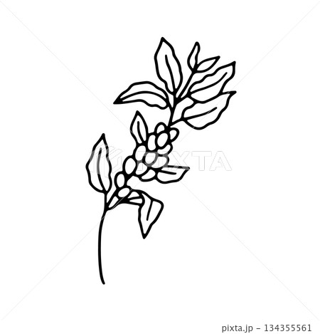 Hand drawn coffee plant branch with beans doodle icon vector illustration 134355561