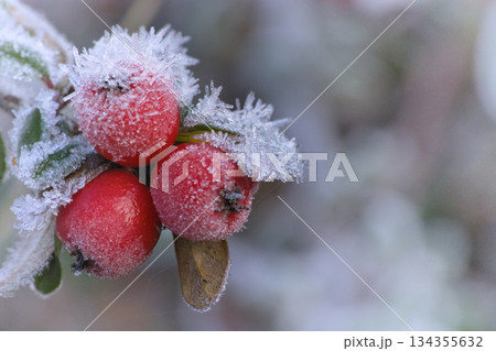 frozen berries with icy crystals, closeup of crimson berries coated in intricate ice formations 134355632