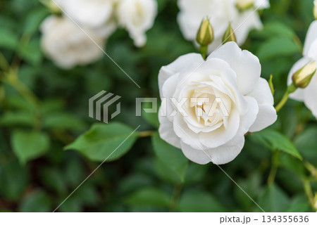 薔薇園のバラ(アイスバーグ) 薔薇園のバラ(アイスバーグ) 134355636