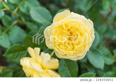薔薇園のバラ（カール　プロベルガー） 134355651
