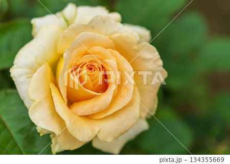 薔薇園のバラ(スーパーエクセルサ) 薔薇園のバラ(スーパーエクセルサ) 134355669