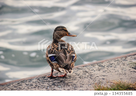 Female mallard duck standing on a concrete bank with rippling water in the soft background 134355685