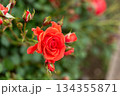 赤いバラ（浦和レッドダイヤモンズ） 134355871