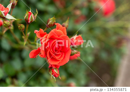 赤いバラ（浦和レッドダイヤモンズ） 134355871