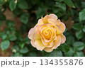 ばら園のバラ（ピース） 134355876