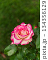 ばら園のバラ（ほのか） 134356129