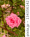 ばら園のバラ（羽衣） 134356142