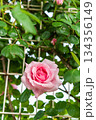 ばら園のバラ（羽衣） 134356149