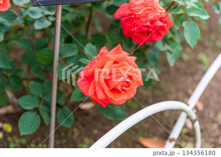 薔薇園のバラ（ローラ） 134356180
