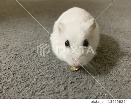 正面を向くハムスター 正面を向くハムスター 134356234
