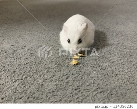 正面を向くハムスター 134356236