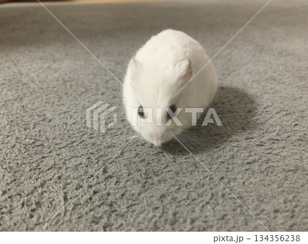 正面を向くハムスター 134356238