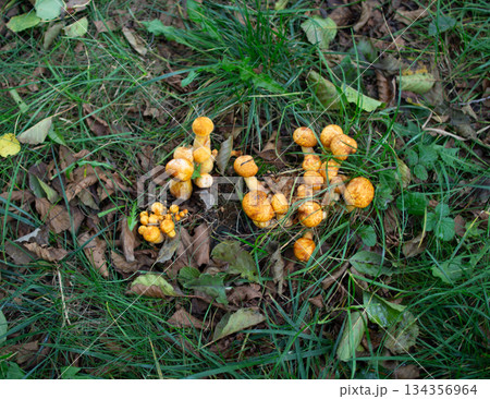 Bright orange mushrooms growing in a forest clearing surrounded by green grass 134356964