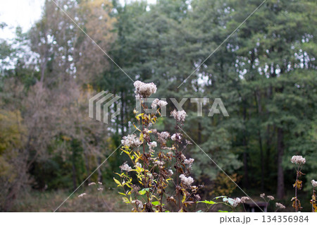 Wildflowers stand tall in the foreground as an autumn forest displays colorful Wildflowers stand tall in the foreground as an autumn forest displays colorful 134356984