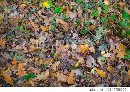 Colorful autumn leaves scattered on the ground in serene forest setting during Colorful autumn leaves scattered on the ground in serene forest setting during 134356995
