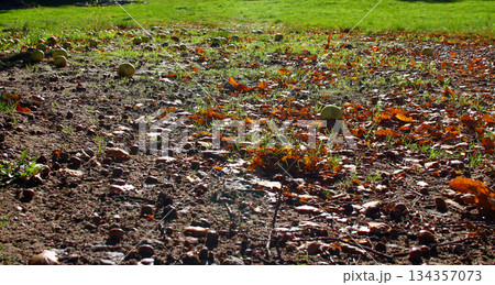 Fallen leaves and apples scattered across a grassy field during autumn 134357073