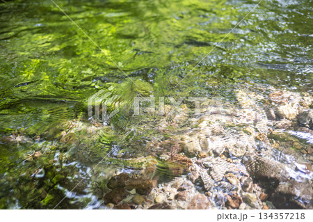 森の水面に映る新緑・清流・エコイメージ（奥大山） 134357218