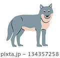 Wolf cartoon vector illustration. Wild animal clipart flat. 134357258