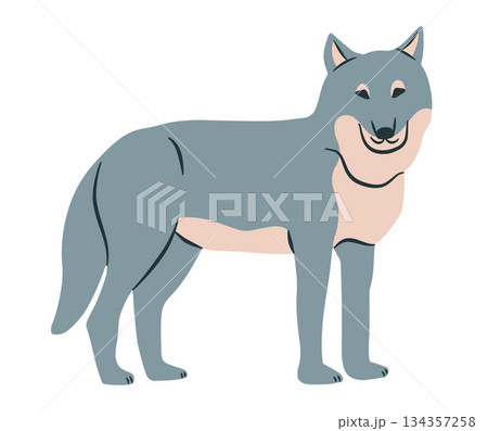 Wolf cartoon vector illustration. Wild animal clipart flat. 134357258