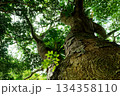 大きな木 134358110